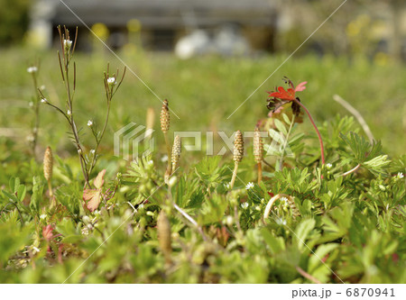 つくしとハコベ 6870941