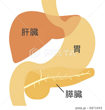 臓器のイラスト素材