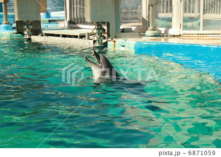 水族館のイルカ 水族館のイルカ 6871059