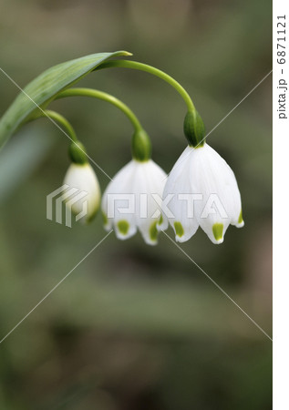 スノーフレーク(鈴蘭水仙) スノーフレーク(鈴蘭水仙) 6871121