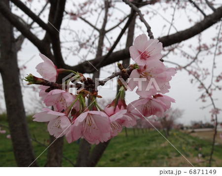 安行寒桜 大寒桜 1 安行寒桜 大寒桜 1 6871149