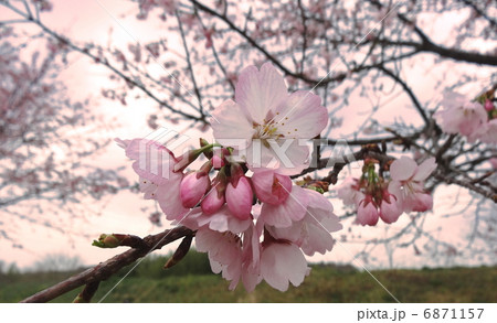 淡紅色　安行寒桜　大寒桜　 6871157
