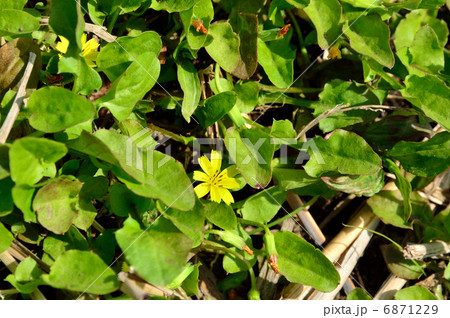 植物・コオニタビラコ　キク科 6871229