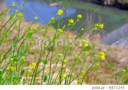 植物・カラシナ　アブラナ科 6871243