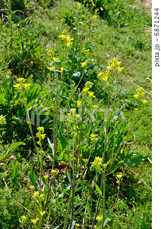 植物・カラシナ　アブラナ科 6871244