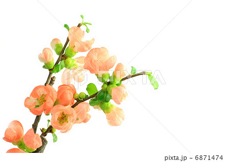 木瓜 木瓜 6871474