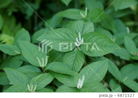 二人静　フタリシズカと申します。 6871527