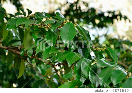 樹木・ヒサカキ　ツバキ科 6871619