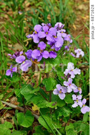 植物・ショカッサイ　アブラナ科 6871628