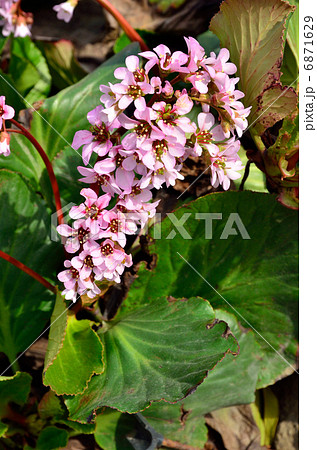 植物・ヒマラヤユキノシタ　ユキノシタ科 6871629