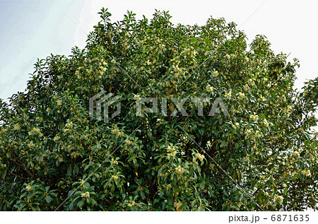 樹木・シキミ シキミ科 樹木・シキミ シキミ科 6871635