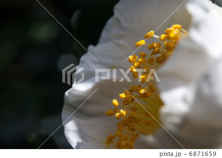 椿・加茂本阿弥 椿・加茂本阿弥 6871659