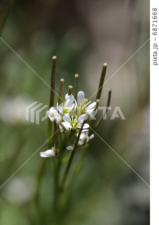 ミチタネツケバナ（路種浸け花） 6871668