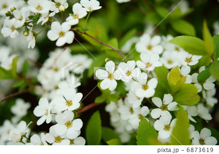 ユキヤナギ 花言葉 静かな思い Thunberg S Meadowsweetの写真素材