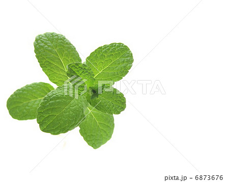 スペアミント スペアミント 6873676