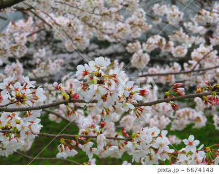矢那川の桜（木更津市/千葉県） 6874148