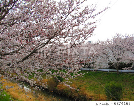 矢那川の桜(木更津市/千葉県) 矢那川の桜(木更津市/千葉県) 6874165