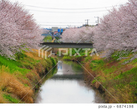 矢那川の桜 木更津市 千葉県 の写真素材