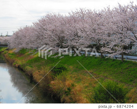 矢那川の桜(木更津市/千葉県） 6874204
