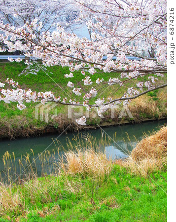 矢那川の桜 木更津市 千葉県 の写真素材