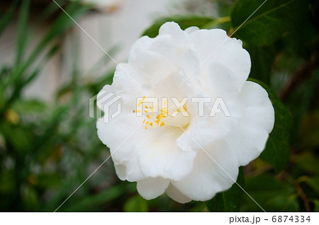 椿 白 花言葉 理想的な愛情 Camellia Japonica L の写真素材