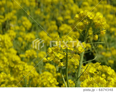 韮山　菜の花畑 6874348