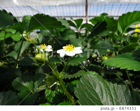 イチゴ狩り　温室　イチゴの花 6874351