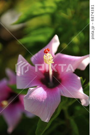 ハイビスカス 6874381