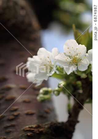 さくらんぼの白い花 6874987