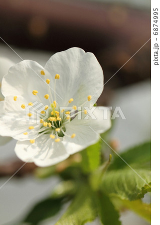 さくらんぼの白い花 6874995