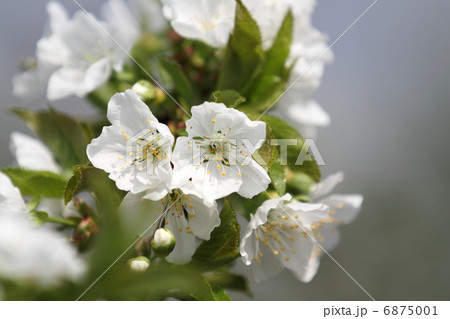 さくらんぼの白い花 6875001