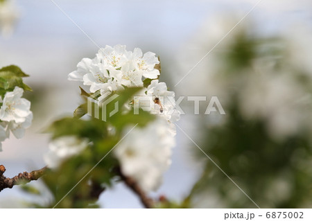 さくらんぼの白い花とミツバチ 6875002