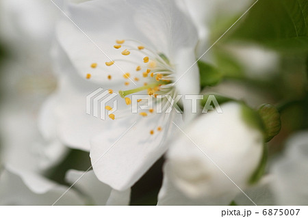 さくらんぼの白い花 6875007