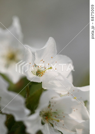 さくらんぼの白い花 6875009