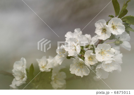さくらんぼの白い花 6875011