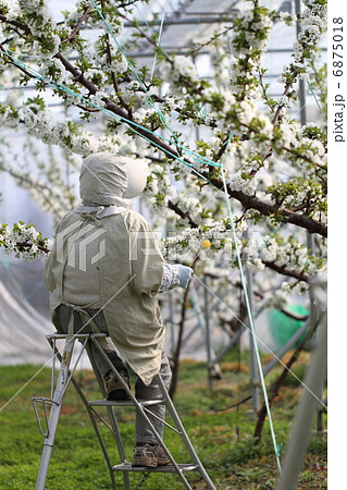 サクランボの花の授粉作業 6875018