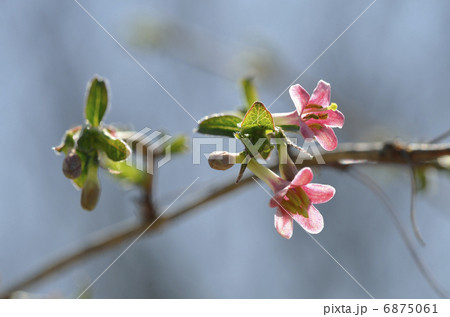 ウグイスカグラ（鶯神楽） 6875061