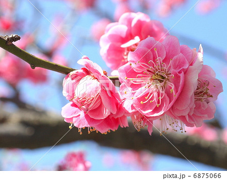 八重寒紅（ウメ） 6875066