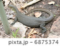 トカゲ 6875374