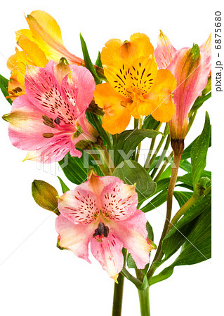 alstroemeria 6875680