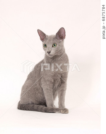 横を見るロシアンブルー 横を見るロシアンブルー 6875784