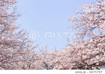 桜 6875797