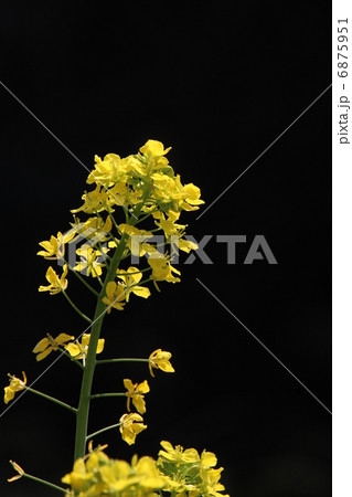 菜の花 6875951