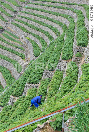 　耕して天に至る　遊子の段畑 6875969