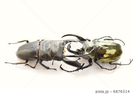 大型セレベスオオヒラタクワガタ　VS　アトラスオオカブトの戦い　白バック 6876314