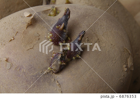 ジャガイモの種芋 6876353