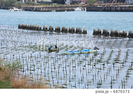 四万十川　青のりとり 6876373