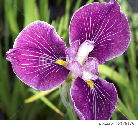 ハナショウブ 6876376