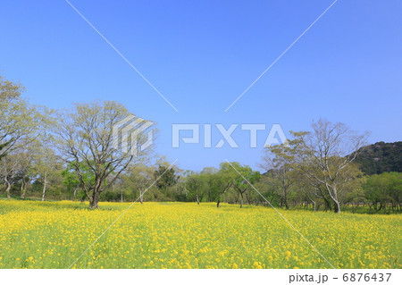 四万十川　ヤナギと菜の花の自然林 6876437