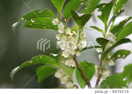 ヒサカキの花 6876519
